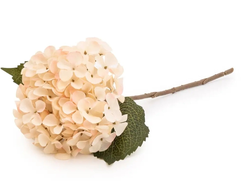 Blush Hydrangea single stem