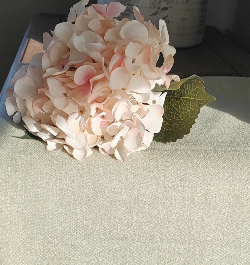 Blush Hydrangea single stem