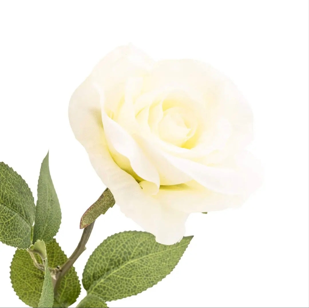 Cream Open Rose Single Stem
