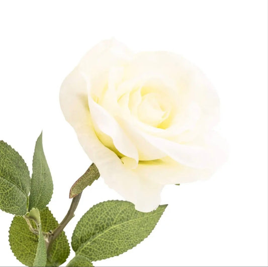 Cream Open Rose Single Stem